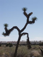 Maxence Denis en résidence à Lancaster, dans le désert de Mojave en Californie Maxence Denis en résidence à Lancaster, dans le désert de Mojave en Californie