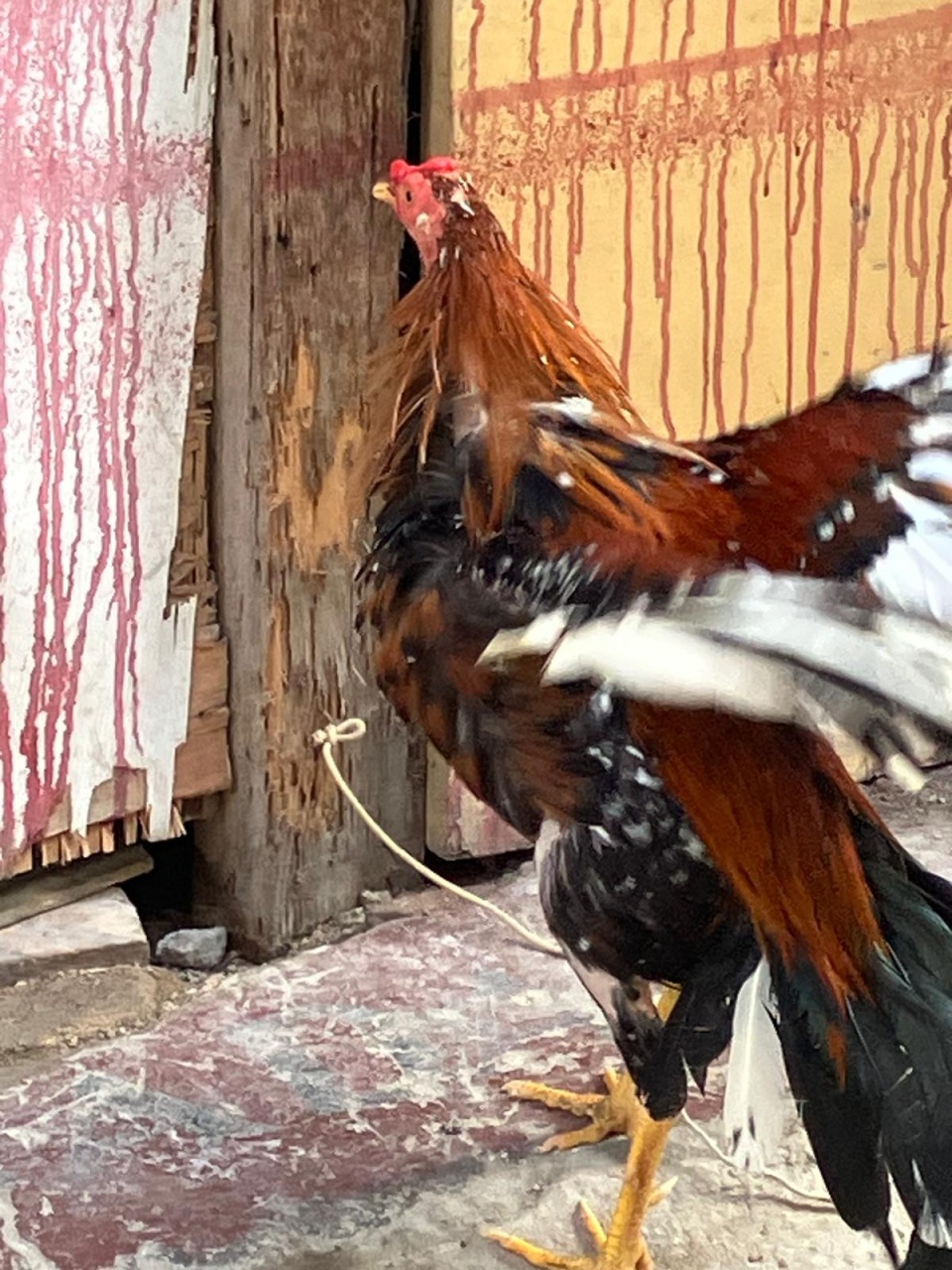 PHOTO-2024-11-13-08-51-48 PHOTO-2024-11-13-08-51-48