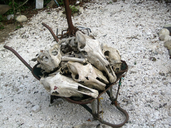 Installation de Jose Delpé : brouette, crânes d'herbivores