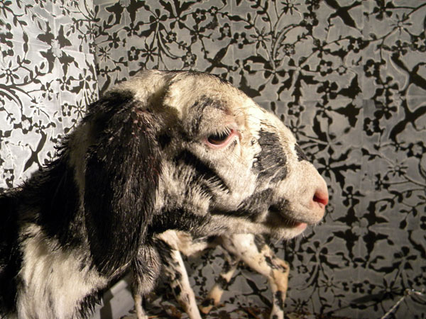 A l'Institut Fançais de Dakar, l'artiste Cissé, présente un jeu de trompe l'oeil vivant : deux brebis camouflées dans un décor peint à la main A l'Institut Fançais de Dakar, l'artiste Cissé, présente un jeu de trompe l'oeil vivant : deux brebis camouflées dans un décor peint à la main